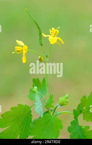 Flowers and fruits of the greater celandine (Chelidonium majus). It is an important medicinal plant Stock Photo