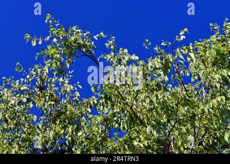 Branches and leaves of a European nettle tree (Celtis australis) with a blue sky Stock Photo