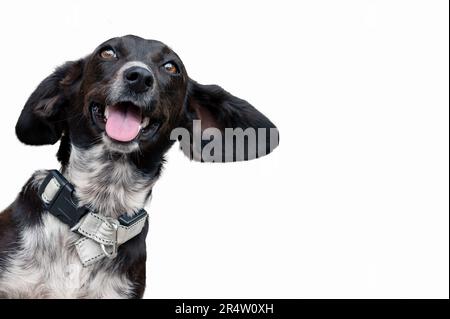 Positive black dog isolated on white background looking at the camera. Funny mongrel dog Stock Photo