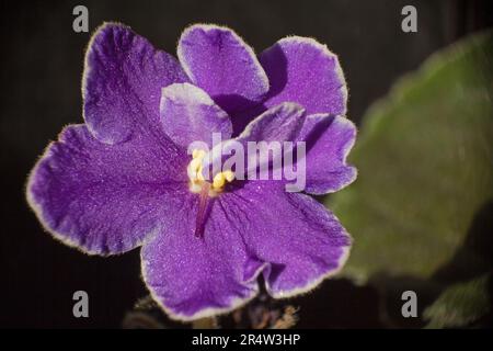 Saintpaulia African violet 14464 Stock Photo