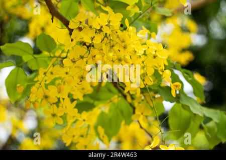 Konna Tree Cassia fistula kani konna in malayalam konna poov Stock Photo - Alamy