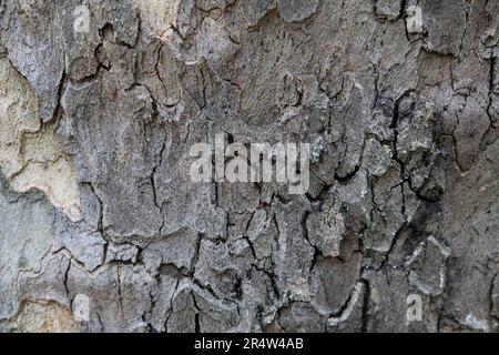 Natural pattern from the old wood tree bark. Beautiful texture of the bark against background. Stock Photo