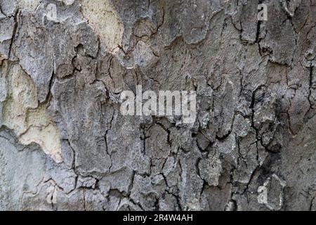 Natural pattern from the old wood tree bark. Beautiful texture of the bark against background. Stock Photo