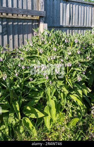 A patch of Bocking 14 comfrey grown in a corner of a vegetable garden or allotment to harvest for use as a green manure. Stock Photo