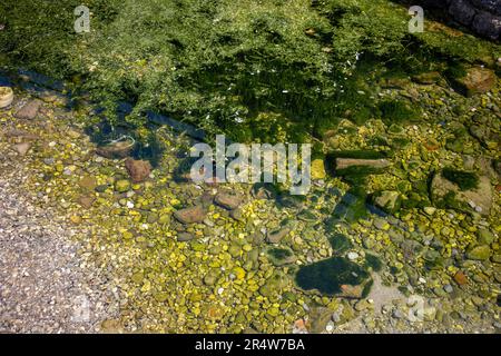 Seaweed pond water Stock Photo