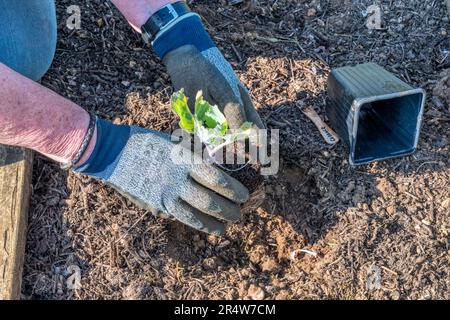 Woman planting Cabbage Golden Acre Primo II in her vegetable garden or allotment. Stock Photo