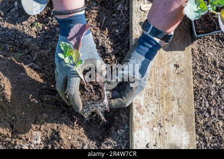 A woman planting Broccoli Autumn Covina in her vegtable garden or allotment. Stock Photo