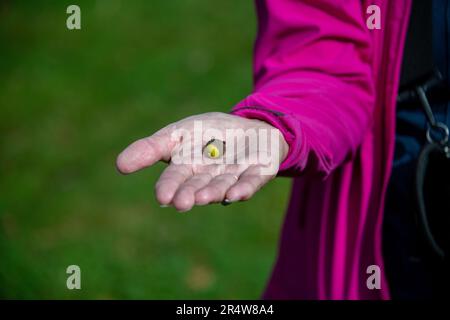 Macro of whole acorn nut on the palm of a hand. The nut of an oak tree is round containing one or two seeds. The outside of the nut is tough and green Stock Photo