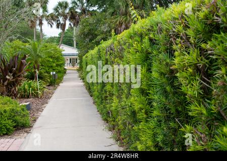 Tall lush green cedar hedge along a concrete walkway in a park. On the other side of the narrow path are shrubs, plants, flowers, and brick. Palm trees Stock Photo