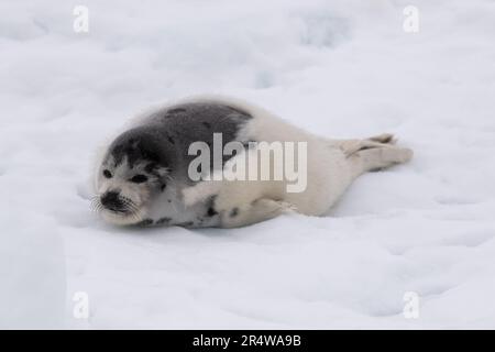 A small baby white coat harp seal or harbor seal floating on white snow and slop ice. The wild gray seal has long whiskers, a sad face, light colored fur. Stock Photo