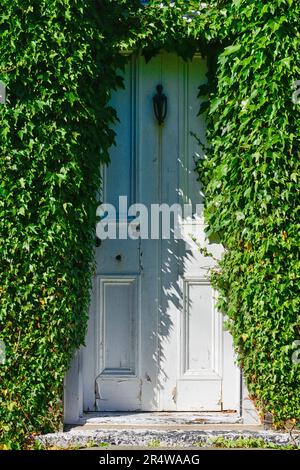 The exterior facade of a vintage brick-style house is covered in lush green English ivy. The invasive creeping vine plant is covering the panel door. Stock Photo