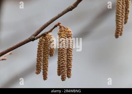 Birch. Betula. Fleur de bouleau. Birch blossom. Birch catkins on the tree. Stock Photo