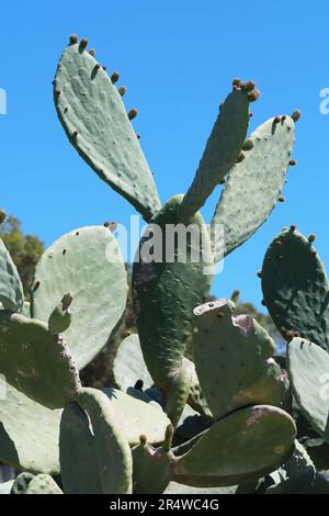 Opuntia, prickly pear cactus plant with flavorful fruit on Malta Stock Photo