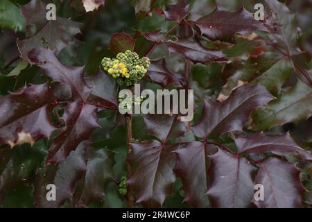 Mahonia repens or creeping mahonia in garden Stock Photo