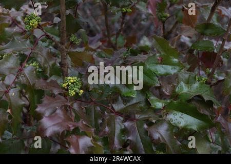 Mahonia repens or creeping mahonia in garden Stock Photo