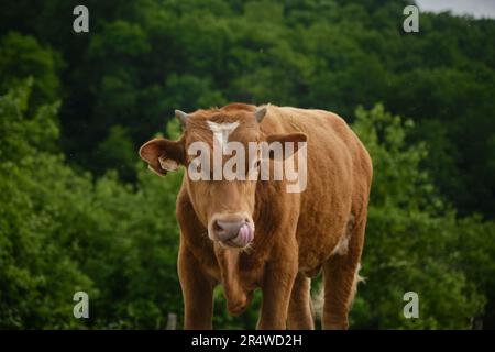 Brown young bull calf walks in summer and licks his nose with tongue. Insects flying around. Front view close portrait. One red spotted cow in village Stock Photo