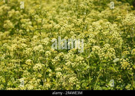 Smyrnium olusatrum. Alexanders. In flower. Stock Photo
