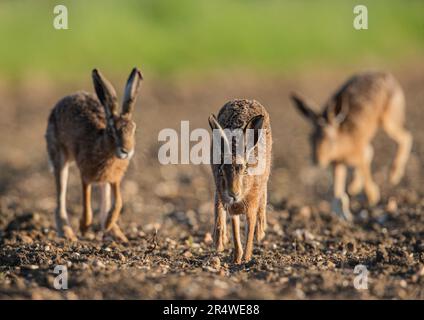 Three Wild Brown Hares ( Lepus europaeus) chasing each other in a courtship battle across the farmers newly drilled sugar beet . Suffolk, UK Stock Photo