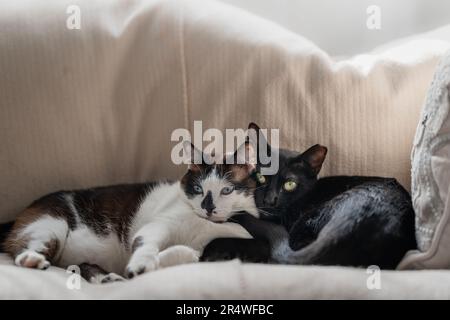 black and white cat with blue eyes and black cat with yellow eyes sleeps together on a sofa. close up Stock Photo