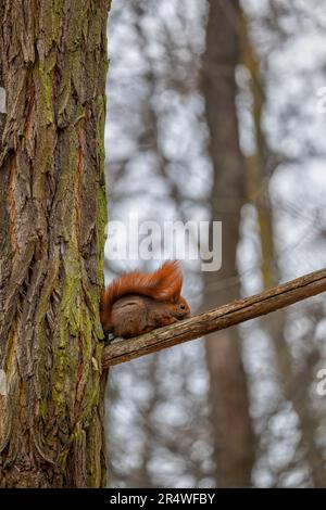 The red squirrel (Sciurus vulgaris) on tree branch in the forest with tail over its back, cute little arboreal rodent in the family Sciuridae sits at Stock Photo