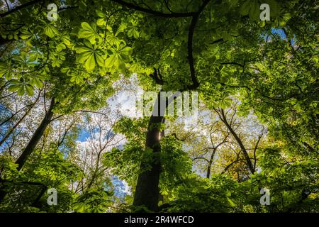 Forest canopy with green foliage of horse chestnut - Aesculus hippocastanum, deciduous trees in family Sapindaceae. Stock Photo