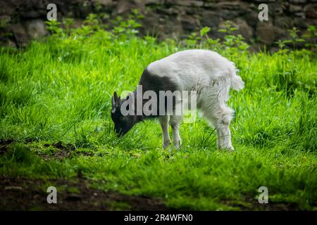 The Bagot Goat (Capra aegagrus hircus) grazing in the meadow, rare old breed of semi-wild goat from England, UK. Stock Photo