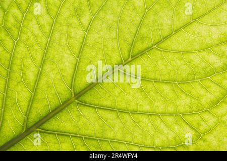 Green leaf seamless texture with structure. Macro close-up. Background texture. Stock Photo