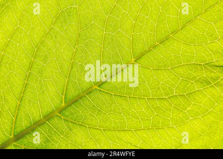 Green leaf seamless texture with structure. Macro close-up. Background texture. Stock Photo