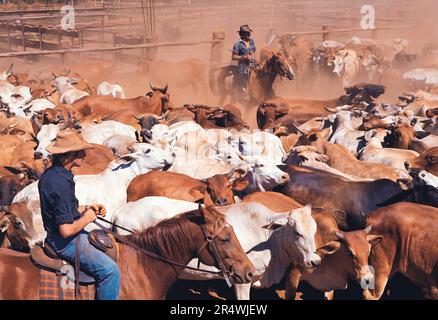 Australia. Northern Territory. Scott Creek Cattle Station. Stock Photo