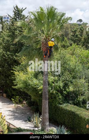 Tree surgeon trimming a palm tree in Paphos Cyprus Stock Photo