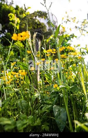 Creeping Buttercup- Ranun culus repens Stock Photo - Alamy