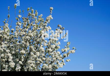 white blossom flowers on tree with blue sky background Stock Photo