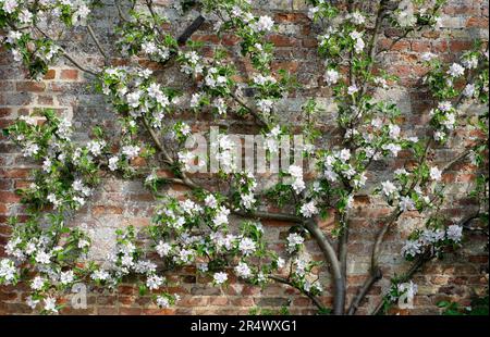 espaliered cox's orange pippin apple tree in walled garden, norfolk, england Stock Photo