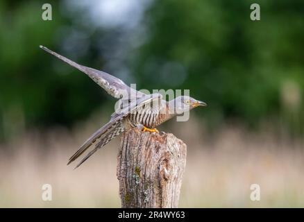 Female Cuckoo, (Cuculus canorus) also known as the Common Cuckoo Stock Photo