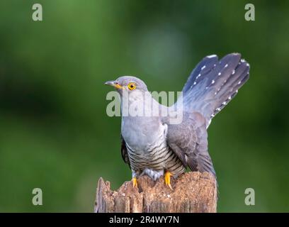 Female Cuckoo, (Cuculus canorus) also known as the Common Cuckoo Stock Photo