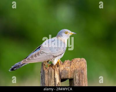 Female Cuckoo, (Cuculus canorus) also known as the Common Cuckoo, perched on a wooden fence post Stock Photo