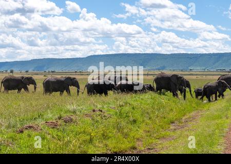 A family herd of African Elephant (Loxodonta africana) walking across green grassland. Maasai Mara National Park, Kenya, Africa. Stock Photo