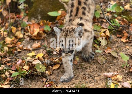Cougar Kitten (Puma concolor) Walks Down Embankment Autumn - captive animal Stock Photo