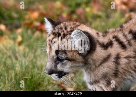 Cougar Kitten (Puma concolor) Walks Left Head Close Up Autumn - captive animal Stock Photo