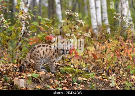 Cougar Kitten (Puma concolor) Stands at Edge of Woods Looking Out Autumn - captive animal Stock Photo