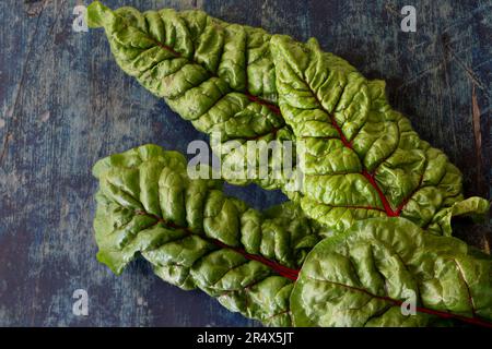 Newly picked fresh organic swiss chard leaves on a dark background. Stock Photo