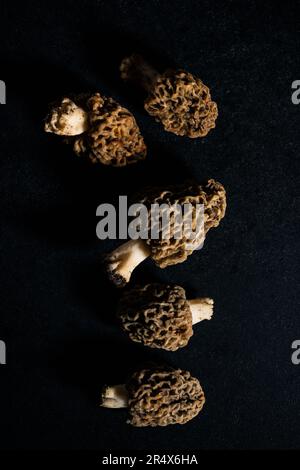 Wild morel mushrooms on a black background, top view. Stock Photo