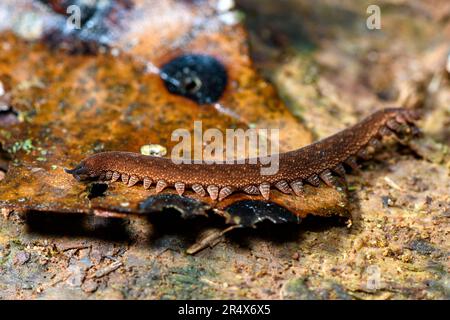 Velvet worm Epiperipatus sp. (Phylum Onycohophora, family Peripatidae) from Boca Tapada, Costa Rica, about 3 cm long. Stock Photo