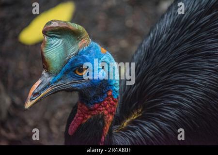 Close-up portrait of a Northern Cassowary (Casuarius unappendiculatus) in the Nature Park of Port Moresby, Papua New Guinea. It is one of the three... Stock Photo