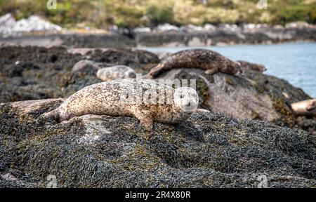 Close-up portrait of a Harbour Seal (Phoca vitulina) resting on the rocks on the shoreline of Garnish Island in Bantry Bay with another lying on th... Stock Photo