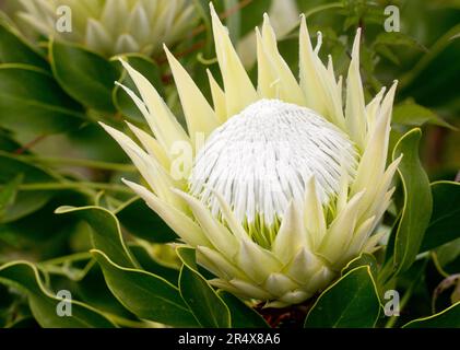 Close-up of a White King Protea (Protea cynaroides); Maui, Hawaii, United States of America Stock Photo