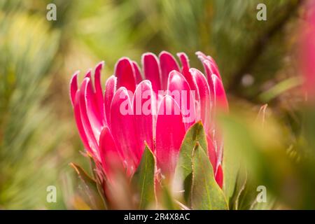 Close-up of a Pink King Protea (Protea cynaroides); Maui, Hawaii, United States of America Stock Photo