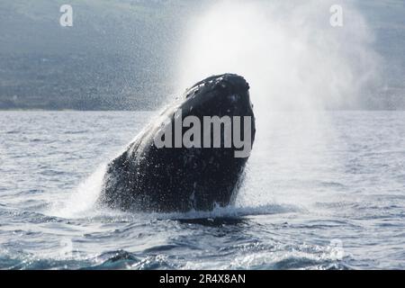 Full grown Humpback whale (Megaptera novaeangliae) surfacing, breaching in the waters off Maui; Maui, Hawaii, United States of America Stock Photo