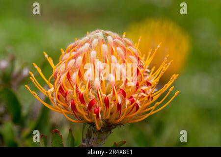 Close-up of a yellow and red Pincushion Protea (Leucospermum, Proteaceae); Upcountry Maui, Maui, Hawaii, United States of America Stock Photo