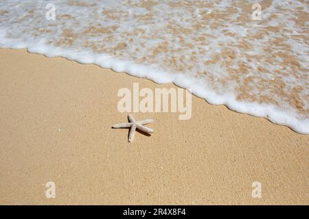Close-up of a dried starfish lying on the sand on a beach in Maui at the water's edge of the foamy sea surf; Maui, Hawaii, United States of America Stock Photo